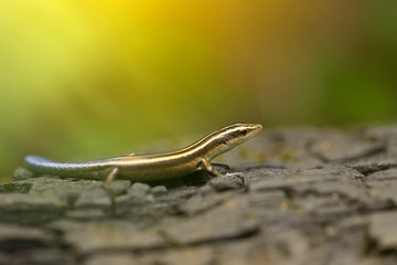 lizard