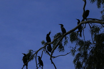 bird on tree