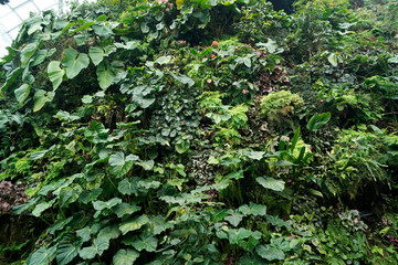 Fogliame giardino botanico