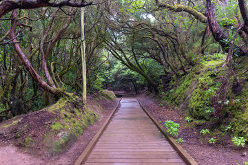 Sendero de los sentidos, famosa ruta de senderismo en el Macizo de Anaga (Tenerife, Islas Canarias - España).