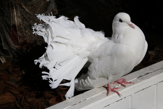 White fantail pigeon. Domestic dove sitting on wooden bar. Decorative bird.