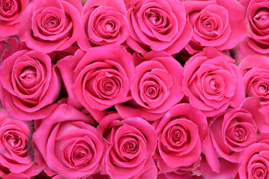 Luxurious bouquet of pink roses. Close-up photo of fresh flowers. Floral background composition on the subject of St. Valentine’s day, wedding, holiday or festive event.