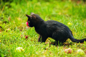 Fototapeta premium Kittens playing outdoor in the grass. Little kitten playing on the grass close up.