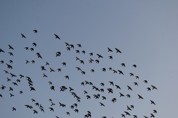 Beautiful flock of birds in beautiful sky