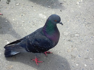 pigeon on a background
