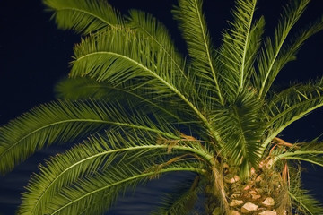 Palm Leafs by Night in the Garden