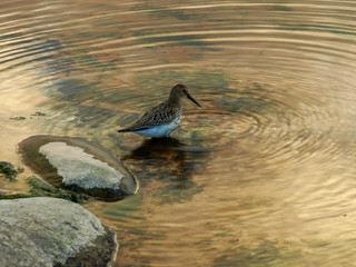 picture of a bird on the beach