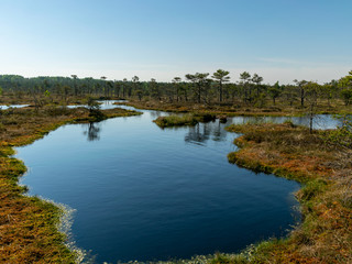 beautiful landscape with swamps and swamp lakes