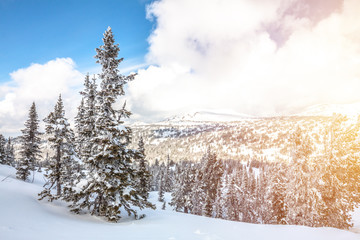 Winter mountain landscape. Sunny day. Coniferous taiga under fresh white snow against a background of thick clouds, blue sky and snowy mountains. Sheregesh. Russia.