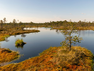 beautiful landscape with swamps and swamp lakes