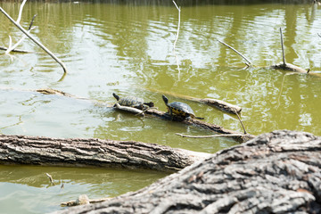 Turtles stretched out in the sun