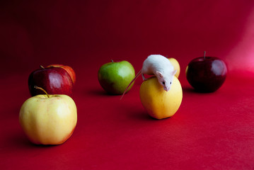 Conceptual image of mouse and apple