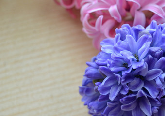 Pink and blue hyacinth flowers on a wooden background. Beautiful gentle natural composition. The concept of spring, freshness, Easter, 8 March 