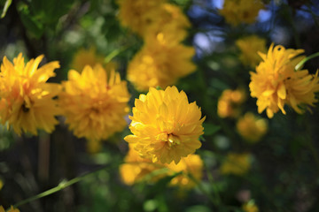 bright yellow blooming autumn flowers, Rudbeckia laciniata