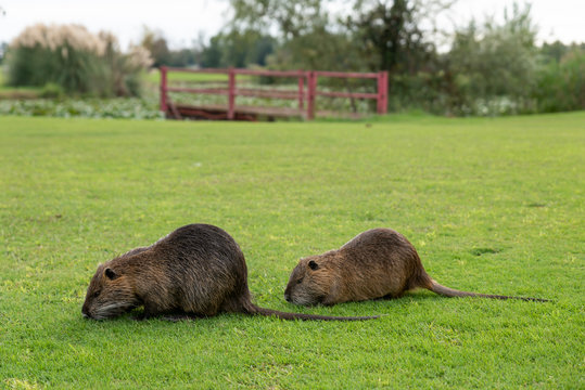 Nutrie sul prato 2