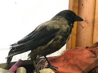 Gray crow came to visit .