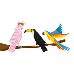 parrots with toucan on branch isolated icon vector illustration design