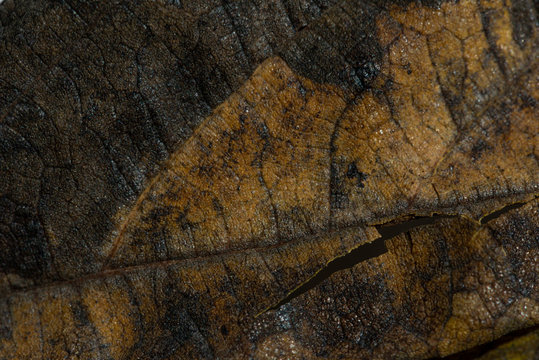 Foglie Autunnali Macro 4