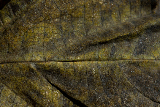 Foglie Autunnali Macro