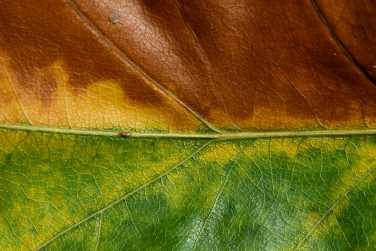Foglie Autunnali Macro 3