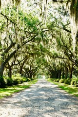 Spanish Moss alley in Savannah, Georgia, USA