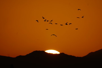 birdes flying on sunset  white solar disk  puesta de sol disco solar