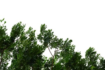 Tropical tree leaves with branches on white isolated background for green foliage backdrop 