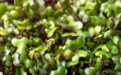 Microgreen closeup background. Sprouted cabbage seeds. Seedlings of vegetables close-up. Nature background.