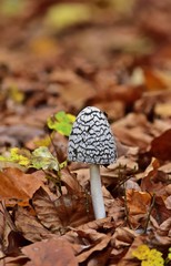 Specht- oder Elstern-Tintling (Coprinopsis picacea)