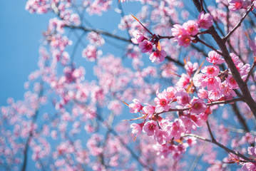 Amazing Beauty Admire Sakura Cherry Blossoms Blooming Naturally