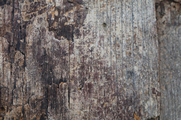 tree bark brown wood texture background pattern closeup