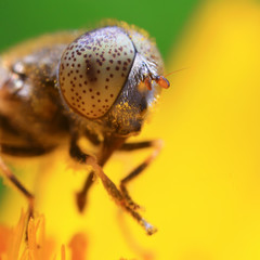 insect ommateum