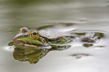 Reflet de grenouille verte