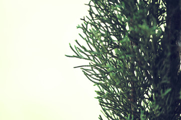 Cypress branch detail