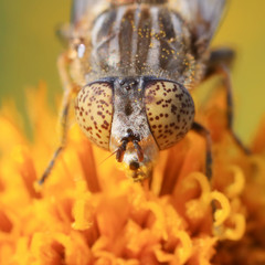 insect ommateum