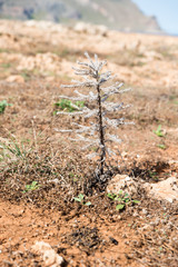 Typical Sicilian vegetation