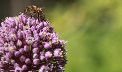 Abeille sur une fleur d'allium
