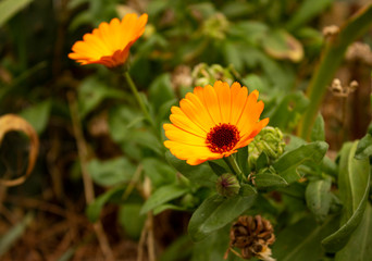  Blooming calendula in the home garden