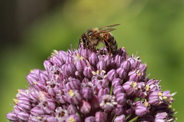 Abeille sur une fleur d'allium