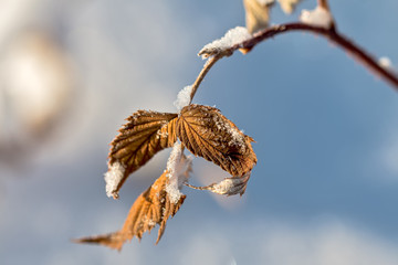 Dry leaves in the snow