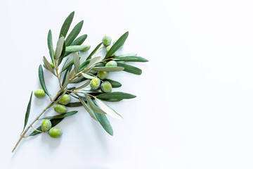 Ripe colorful dark and green olives on a branch. Copy space.