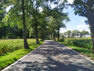 Obraz premium road in the forest