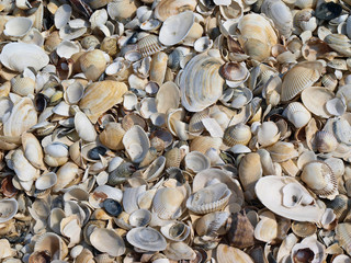 Seashells on the beach