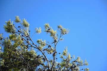 Pine Trees at Morning by Summer