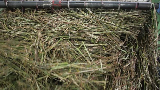 Freshly harvested sugar cane being pushed into a sugar mill crushing machine