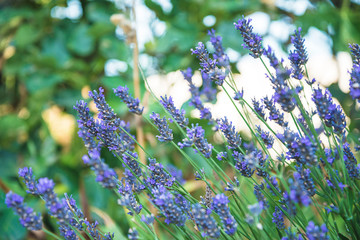 Blooming lavender plants outdoors