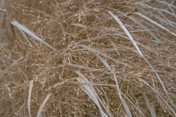 Dry yellow plants in the meadow before the first frost