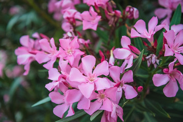 Beautiful pink oleander bush close up