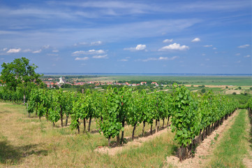Fototapeta na wymiar Blick auf den Weinort Oggau am Neusiedlersee,Burgenland,Österreich