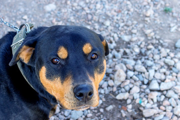  Black dog ​​with very sad smart eyes.
